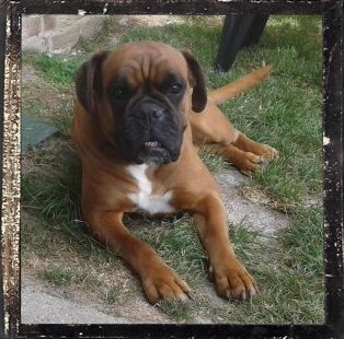 Eloa dite easy Des Fidèles Compagnons d'Uxen