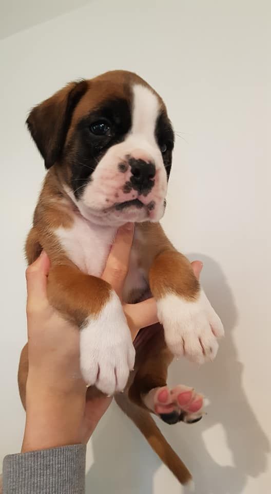 Des Gardiens D'Utthor - Boxer - Portée née le 14/01/2020