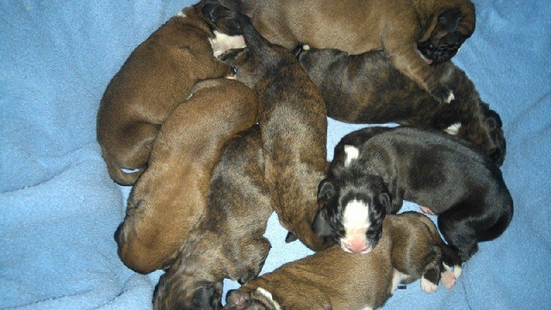 Chiot Boxer Des Gardiens D'Utthor